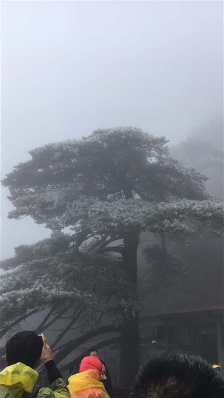 黃山霧松